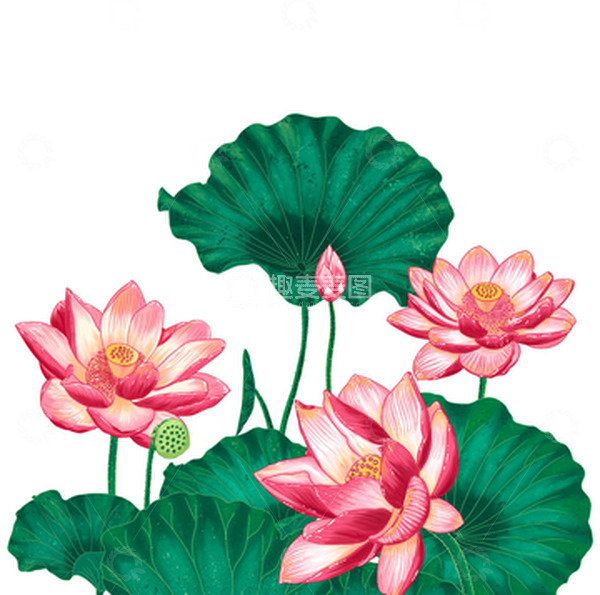 源文件下载【趣麦麦图】6月荷花盛开