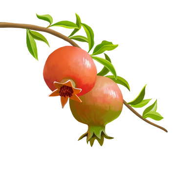 夏日水果枝头红石榴