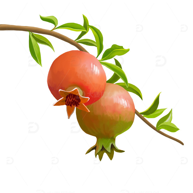源文件下载【趣麦麦图】夏日水果枝头红石榴