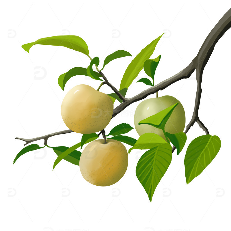 源文件下载【趣麦麦图】夏日水果枝头黄李子手绘