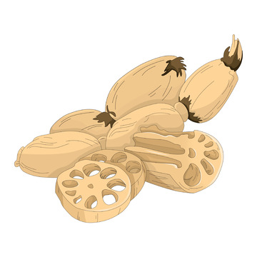 蔬菜瓜果莲藕藕片卡通手绘