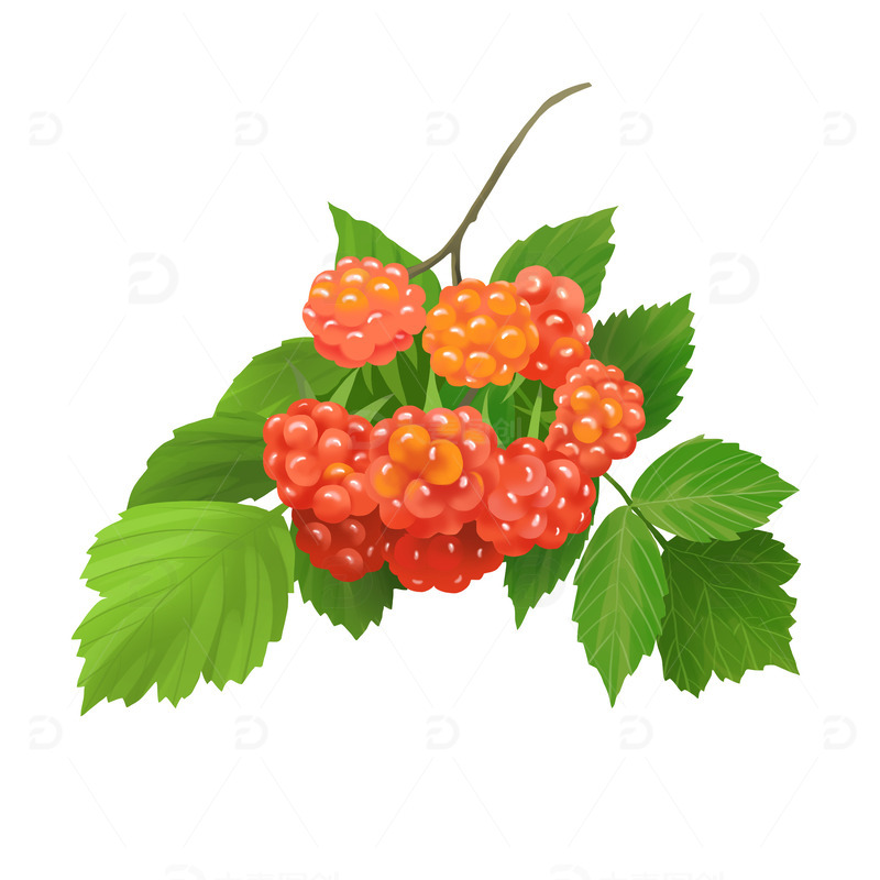 源文件下载【趣麦麦图】夏日水灵灵水果枝头树莓覆盆子悬钩子