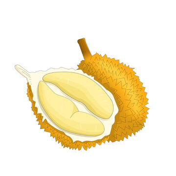 夏季热带水果榴莲切开的榴莲