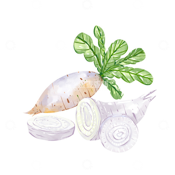 源文件下载【趣麦麦图】手绘白萝卜蔬菜