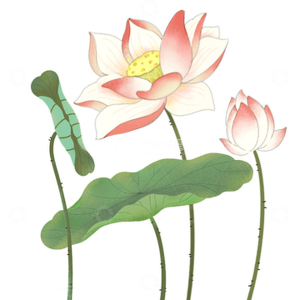 源文件下载【趣麦麦图】国风工笔荷花大暑节气夏日荷叶元素