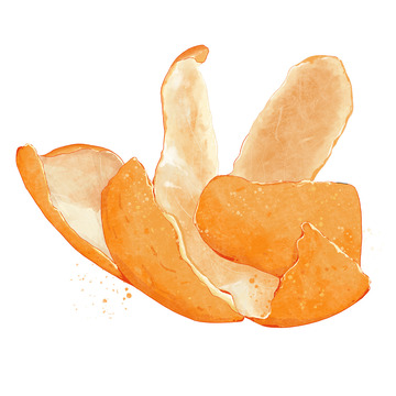 橘子皮橘子陈皮水果橙色手绘水彩