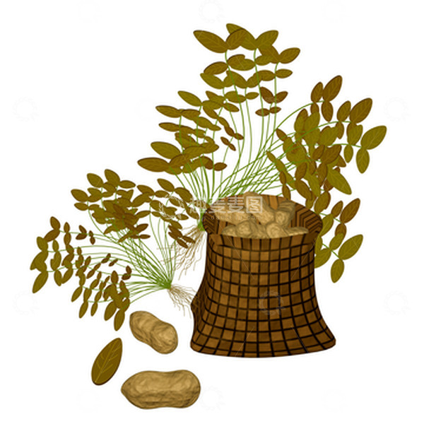 源文件下载【趣麦麦图】立秋秋收花生秧花生场景立体元素