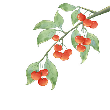 国风樱桃车厘子水果插画
