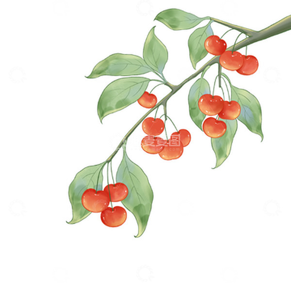 源文件下载【趣麦麦图】国风樱桃车厘子水果插画