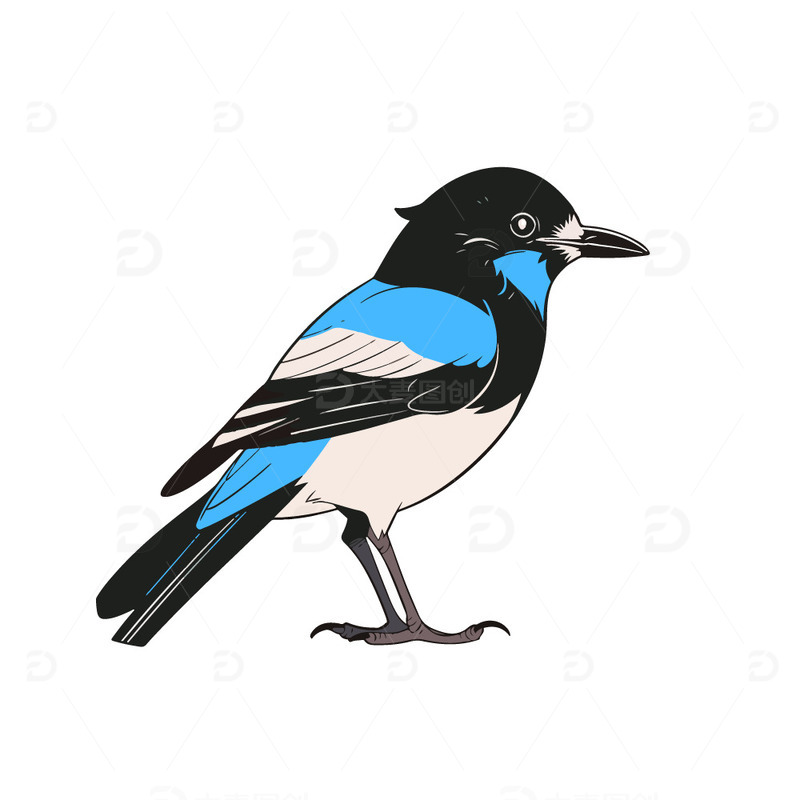喜鹊矢量插画