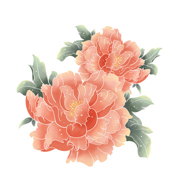 手绘牡丹花插画