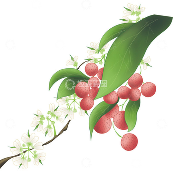 源文件下载【趣麦麦图】夏季荔枝手绘插画