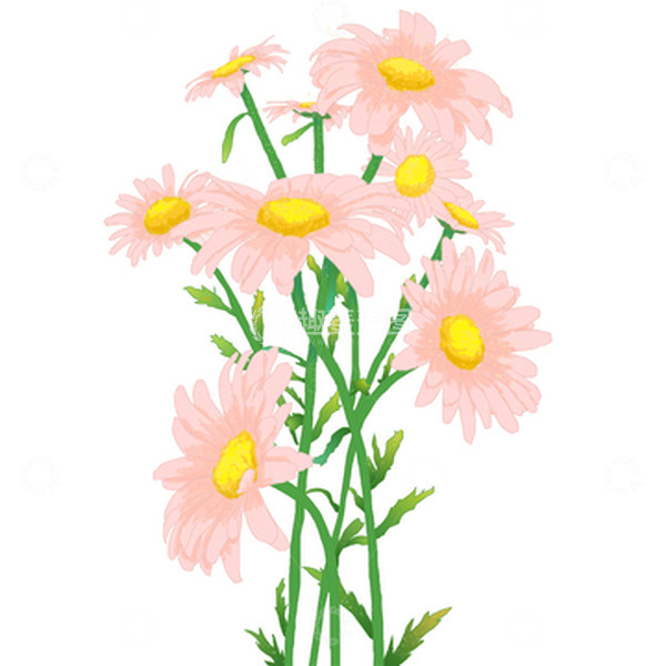 源文件下载【趣麦麦图】粉红色的小雏菊绿色叶子盎然夏季手绘花
