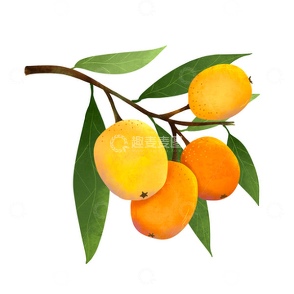 源文件下载【趣麦麦图】手绘枇杷水果插画肌理风元素