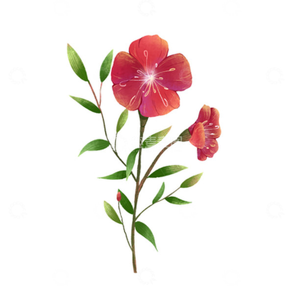 源文件下载【趣麦麦图】手绘花朵花卉绿植植物肌理插画元素