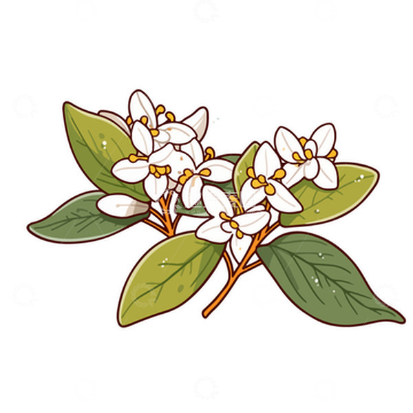 源文件下载【趣麦麦图】桂花植物插画
