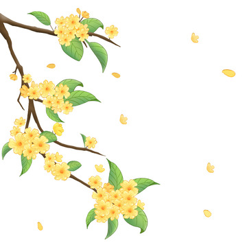 桂花树枝花中秋植物