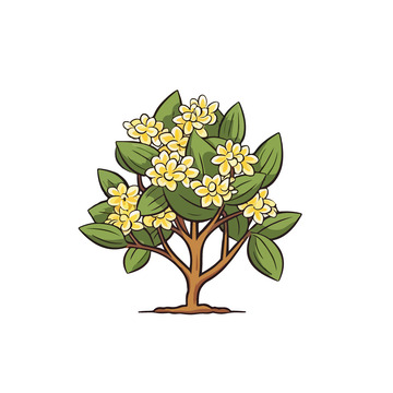 桂花树植物插画