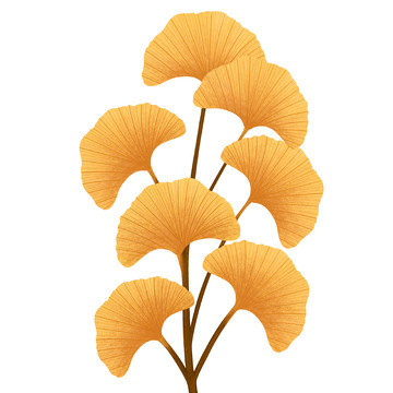 银杏叶秋天组合