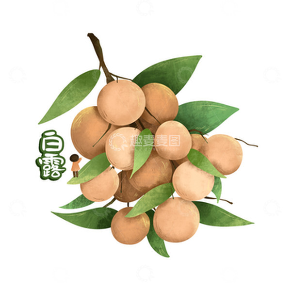 源文件下载【趣麦麦图】手绘水果龙眼白露节气字体设计元素