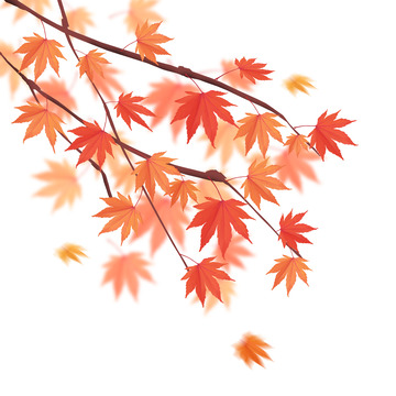 秋分立秋秋天枫叶手绘元素