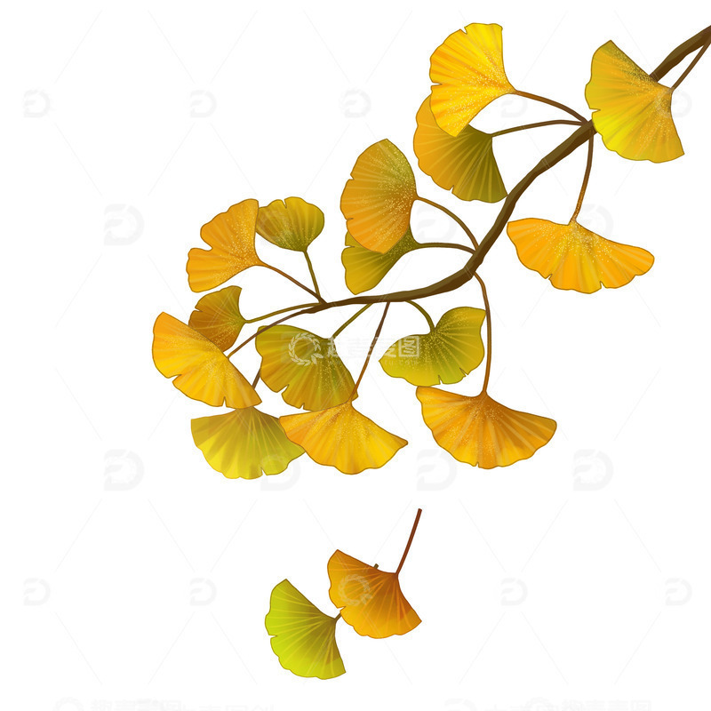 源文件下载【趣麦麦图】秋天秋分秋叶银杏叶枝头