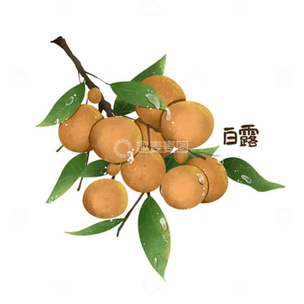 源文件下载【趣麦麦图】手绘节气龙眼水果白露字体设计元素