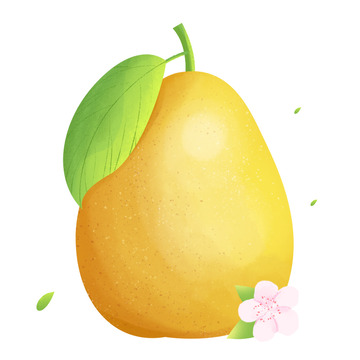 白露黄色水果雪梨香梨梨子健康天然食