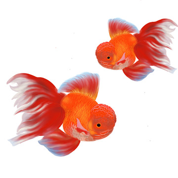 红色小金鱼元素