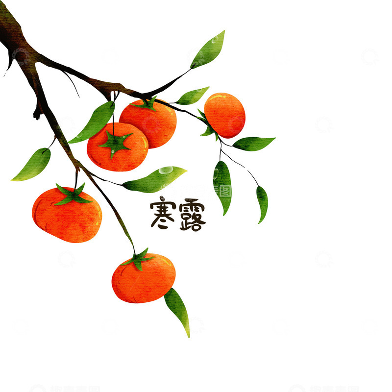 源文件下载【趣麦麦图】手绘水果柿子树枝寒露字体设计元素