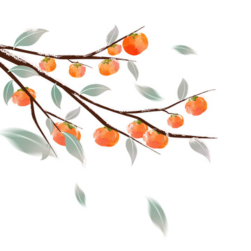 手绘寒露霜降柿子元素