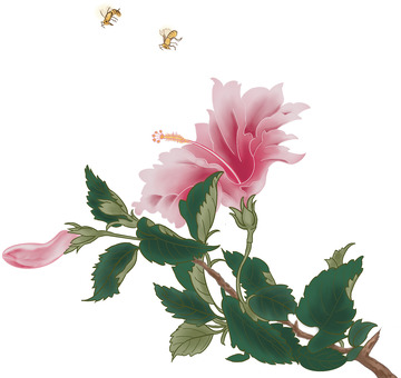 花开正艳的扶桑花