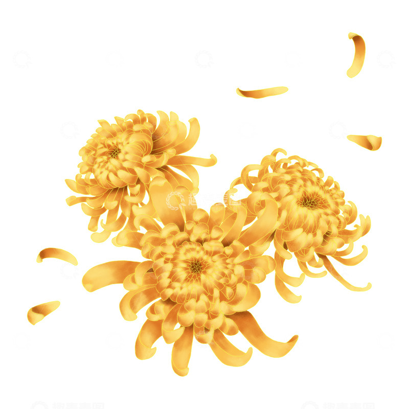 源文件下载【趣麦麦图】-中秋寒露立秋秋季节日节气菊花元素