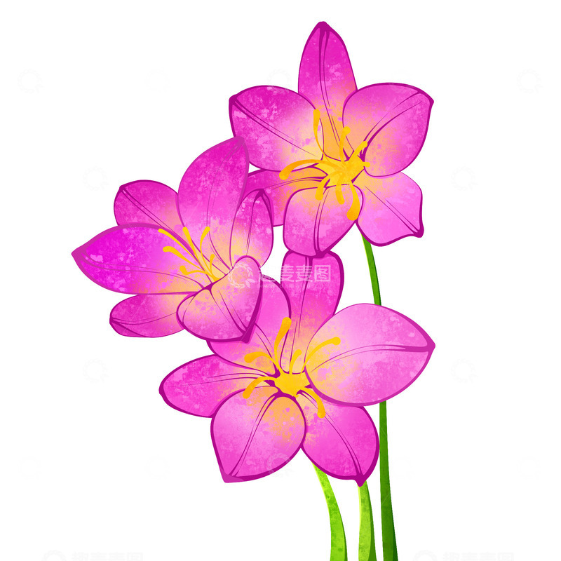 源文件下载【趣麦麦图】小苍兰花卉插画元素
