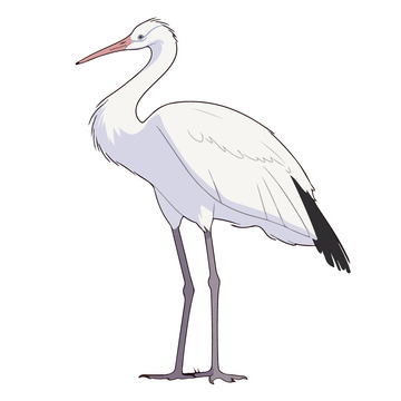 寒露白鹭卡通插画