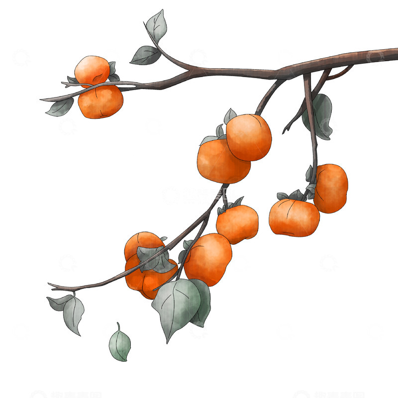 源文件下载【趣麦麦图】被霜打的柿子枝头水彩水墨风