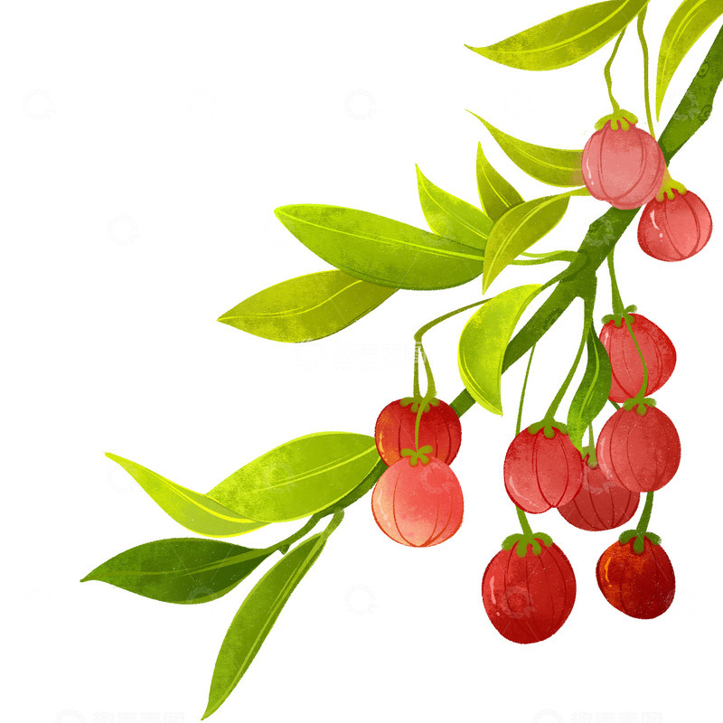 源文件下载【趣麦麦图】灯笼果插画元素