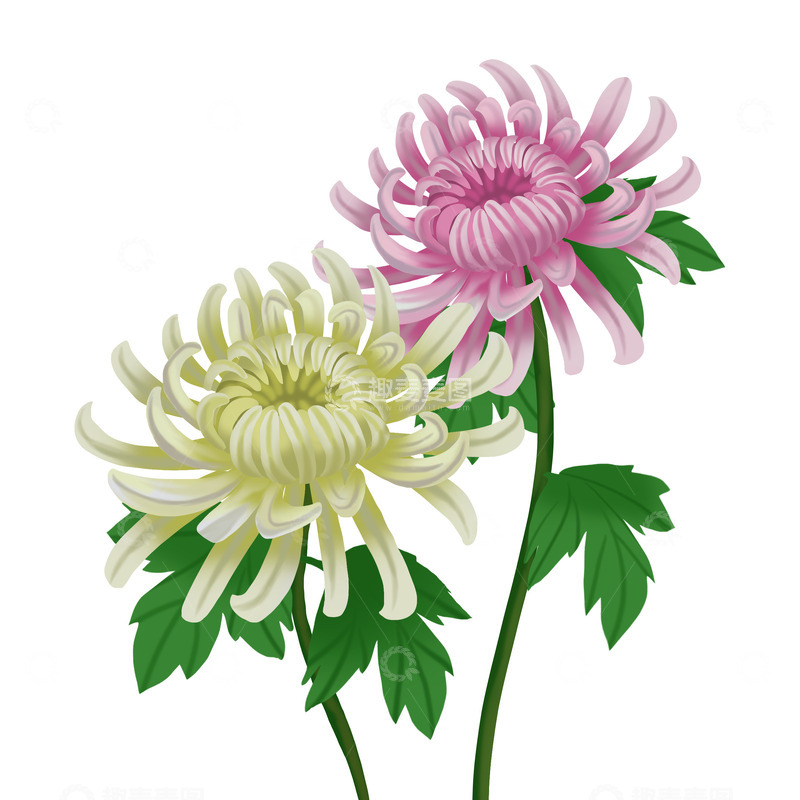 源文件下载【趣麦麦图】寒露节气菊花白菊紫菊