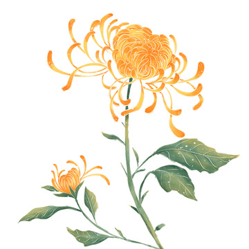国潮手绘寒露霜降菊花元素
