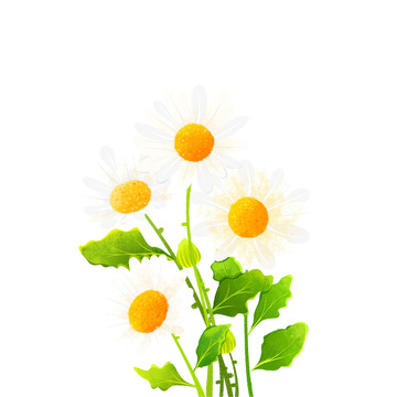 小雏菊插画元素