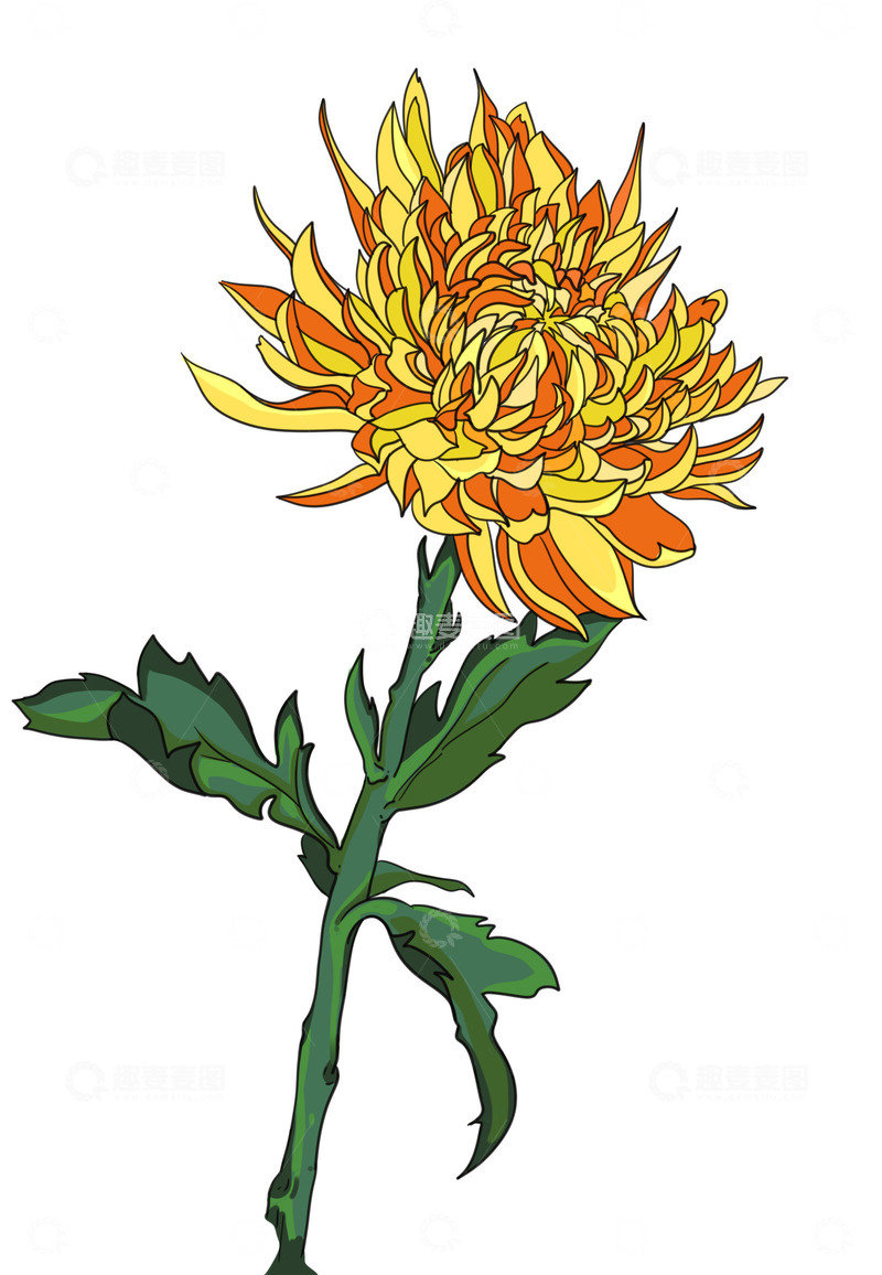 源文件下载【趣麦麦图】二十四节气寒露菊花