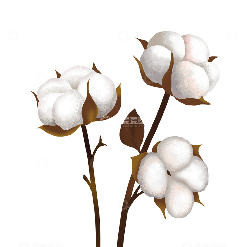 源文件下载【趣麦麦图】手绘洁白棉花