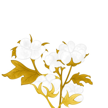 霜降棉花插画元素