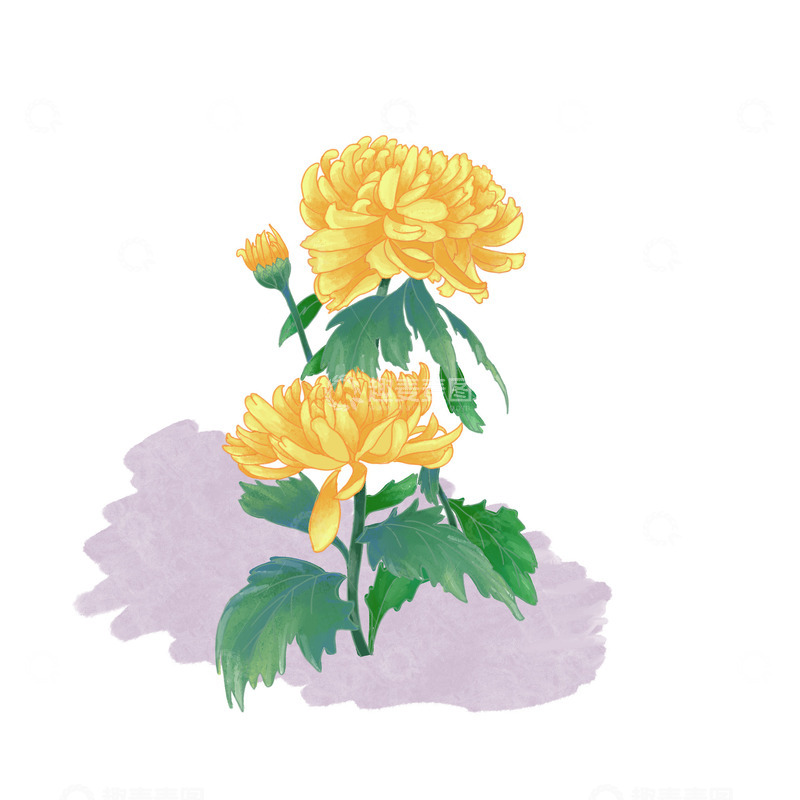 源文件下载【趣麦麦图】重阳节秋天菊花节气