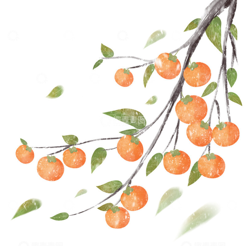 源文件下载【趣麦麦图】二十四节气霜降冬天柿子