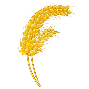 金黄麦穗手绘素材