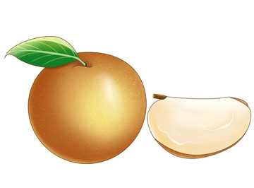 水果秋月梨黄花梨元素