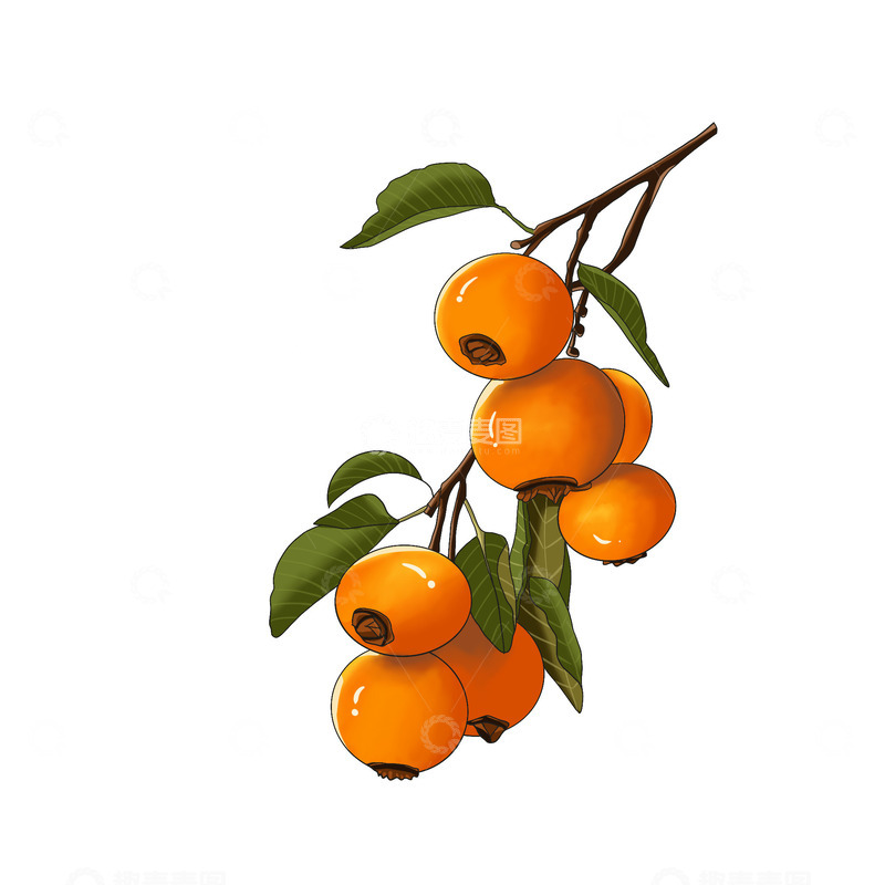 源文件下载【趣麦麦图】手绘柿子果实