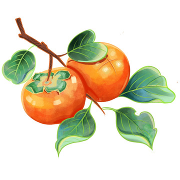 柿子水果秋季喜庆水彩静物插画