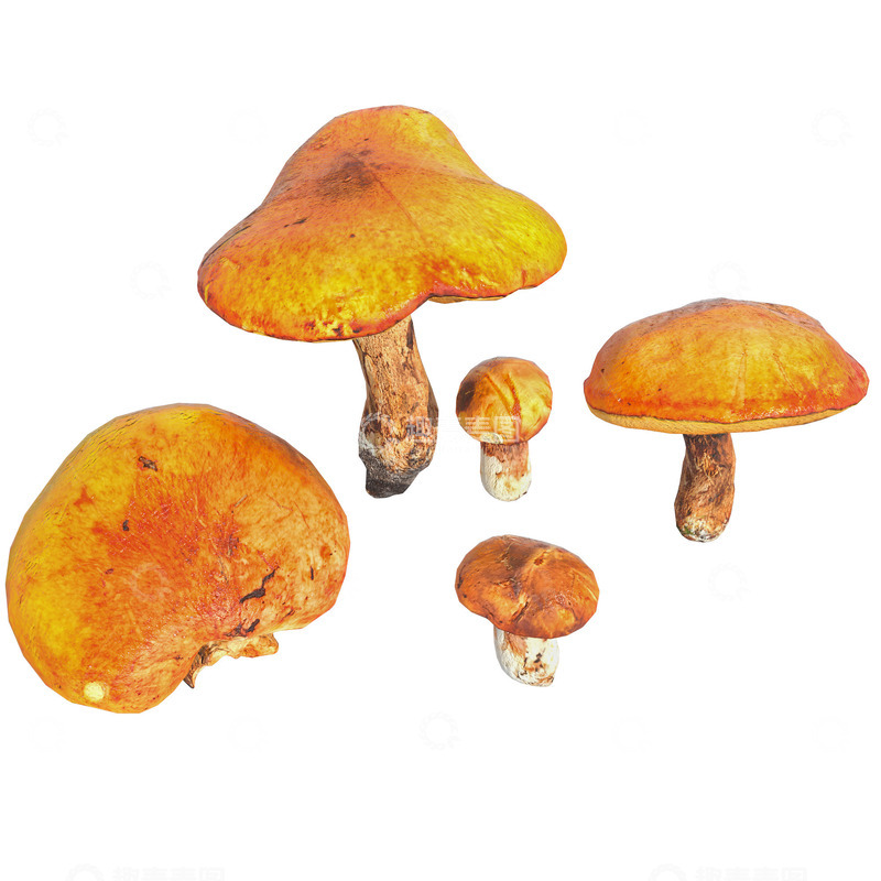 源文件下载【趣麦麦图】写实自然森林蘑菇